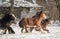 Beautiful big group of Irish Gypsy cob horses foals running wild in snow galloping ground through cold deep snowy winter