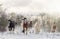 Beautiful big group of Irish Gypsy cob horses foals running wild snow on ground towards camera cold deep snowy winter field