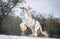 Beautiful big Irish Gypsy cob horse foal running wild in snow on ground rearing large feathered front legs up high