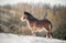 Beautiful big Irish Gypsy Cob horse foal standing wild in snow field on ground looking towards camera through cold deep snow