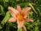 Beautiful big lily flower. The bright orange color of the petals and the yellow core. Pestles and stamens are clearly visible.