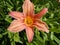 Beautiful big lily flower. The bright orange color of the petals and the yellow core. Pestles and stamens are clearly visible.