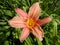 Beautiful big lily flower. The bright orange color of the petals and the yellow core. Pestles and stamens are clearly visible.