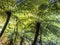 Beautiful big mammut fern trees in the tropical rain forest