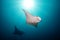 Beautiful big manta rays in deep blue ocean