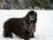 Beautiful big newfondlander dog in snow