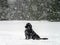 Beautiful big newfondlander dog in snow