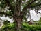 A beautiful Big old banyan tree with many branches sticking out