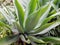 Beautiful big one agave - Theban princess on green grass in wild nature shoted in Tenerife, Spain