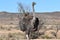 Beautiful big ostrich on a farm in Oudtshoorn, Little Karoo, in South Africa