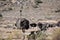 Beautiful big ostriches on a farm in Oudtshoorn, Little Karoo, in South Africa