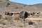 Beautiful big ostriches on a farm in Oudtshoorn, Little Karoo, in South Africa