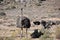 Beautiful big ostriches on a farm in Oudtshoorn, Little Karoo, in South Africa