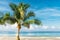 Beautiful big palm tree on the seashore. Coconut tropical tree on the beach of the ocean.Sunny day on seashore for relaxation. Con