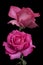Beautiful big pink roses isolated on black background. Delicate rose macro