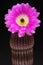 Beautiful big purple flower of Echinocereus rigidissimus rubispinus