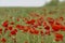 Beautiful big red poppy field in the morning sunlight. Gray clouds in the sky. Soft focus blurred background.