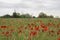 Beautiful big red poppy field in the morning sunlight. Gray clouds in the sky. Soft focus blurred background.