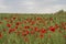 Beautiful big red poppy field in the morning sunlight. Gray clouds in the sky. Soft focus blurred background.