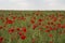 Beautiful big red poppy field in the morning sunlight. Gray clouds in the sky. Soft focus blurred background.