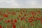 Beautiful big red poppy field in the morning sunlight. Gray clouds in the sky. Soft focus blurred background. Europe Hungary