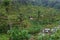 Beautiful and big rice terrace close to ubud