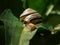 beautiful big snail on a big green leaf.  Caucasotachea vindobonensis