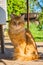 A beautiful big stray golden cat with sad orange eyes. A long-haired red cat with a fluffy tail
