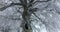Beautiful big tree with a big hole opening and all branches covered in snow amazing christmas winter season background