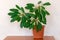 Beautiful big tree of Euphorbia leuconeura plant. Houseplant Euphorbia in big brown flowerpot stand on table. House and office
