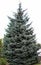 Beautiful big tree, New Year beauty - tree, green spruce