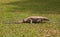 Beautiful big varan lizard with tongue hanging out