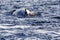 Beautiful and big whale on the surface of the Gulf of California where the Sea of Cortez meets the Pacific Ocean.