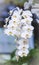 Beautiful big white Phalenopsis orchid with many blooms
