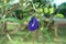 Beautiful bindweed in tropical garden. Thailand