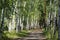 Beautiful birch alley in early spring, Russian landscape with birches, spring birch forest