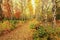 A beautiful birch alley is located in a neglected autumn park on a dusk day.