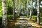 The beautiful birch avenue