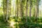 Beautiful birch bosk