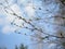 Beautiful birch branches with blossoming leaves on a Sunny spring day in the forest