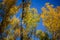 Beautiful birch crown in the autumn