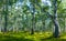 Beautiful birch forest glade