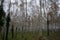 Beautiful birch grove with autumn foliage. Berlin, Germany