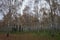 Beautiful birch grove with autumn foliage. Berlin, Germany