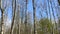 Beautiful birch grove with blue sky. Spring video