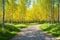 Beautiful birch grove with a path made with Generative AI