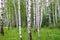 Beautiful birch of summer forest