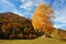 Beautiful birch tree in alpine valley