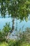 Beautiful birch tree on the lake shore. tree on the background of the water surface