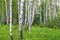 Beautiful birch trees